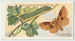 Burnished brass moth.