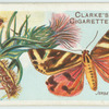 Jersey tiger moth.