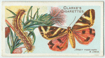 Jersey tiger moth.