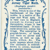 Jersey tiger moth.
