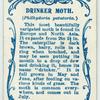 Drinker moth.