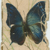 Anaea glycerion.