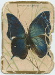 Anaea glycerion.