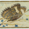 Cethosia penthesilia.