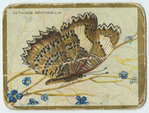 Cethosia penthesilia.