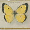 Colias philodice.
