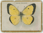 Colias philodice.