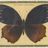 Elyminias undularis.
