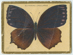 Elyminias undularis.