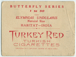 Elyminias undularis.