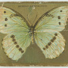 Morpho epistrophis.
