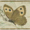 Satyrus alope.