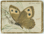 Satyrus alope.
