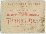 Satyrus alope.