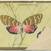 Urania croesus.