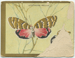 Urania croesus.
