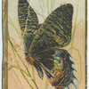 Utetheisa bella.