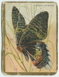 Utetheisa bella.