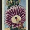 Echinocereus pentalophus.
