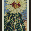 Hamatocactus setispinus.