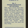 Hamatocactus setispinus.