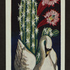 Chamaecereus silvestrii.