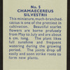 Chamaecereus silvestrii.