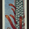 Cleistocactus baumannii.