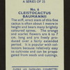 Cleistocactus baumannii.