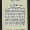 Cleistocactus baumannii.