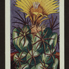 Coryphantha bumamma.