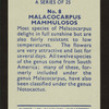 Malacocarpus mammulosos.