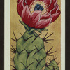 Opuntia phaeacantha.