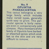 Opuntia phaeacantha.