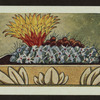 Hickenia microsperma.