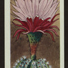 Homalocephala texensis.