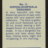 Homalocephala texensis.
