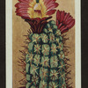 Echinocereus coccineus