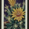 Dolichothele longimamma.