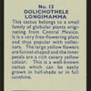 Dolichothele longimamma.