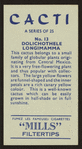 Dolichothele longimamma.