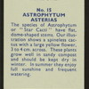 Astrophytum asterias.