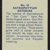 Astrophytum asterias.
