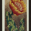 Opuntia engelmannii.