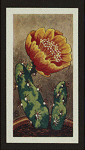 Opuntia engelmannii.