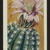 Echinopsis multiplex.
