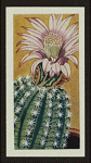 Echinopsis multiplex.