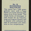 Echinopsis multiplex.