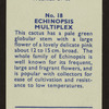 Echinopsis multiplex.