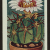 Echinocereus pulchellus.